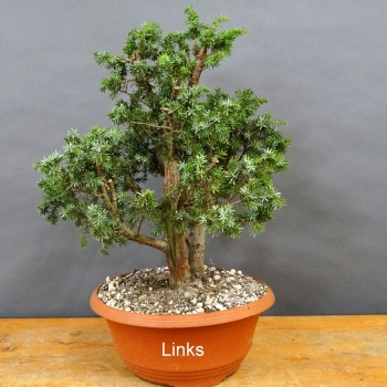 Pre-Bonsai, Juniperus communis