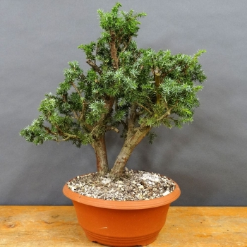 Pre-Bonsai, Juniperus communis