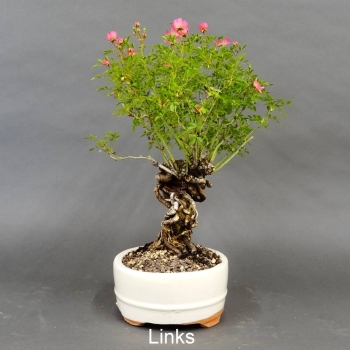 Pre-Bonsai, Rose, rosa