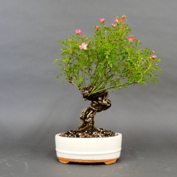 Pre-Bonsai, Rose, rosa