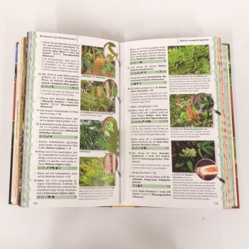 Fachbuch Gehölzbestimmung