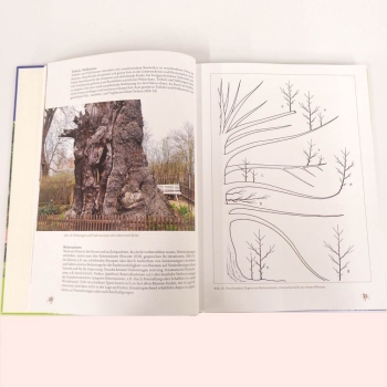 Buch - Starke Bäume