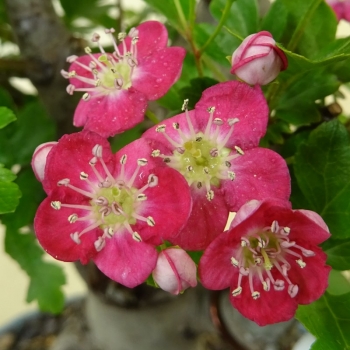 Preview: Rotdorn, Bluete