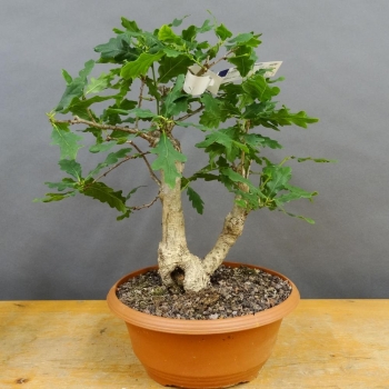 Bonsai, Eiche