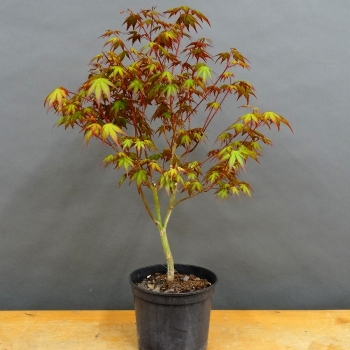 Acer palmatum vorn