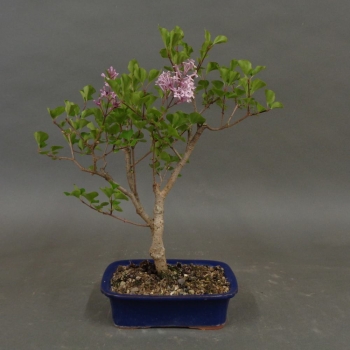 Fingerstrauch, rosa, Potentilla