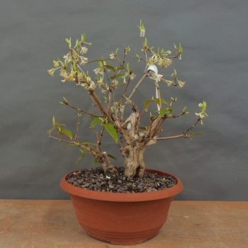 Winterheckenkirsche, Lonicera, purpusii