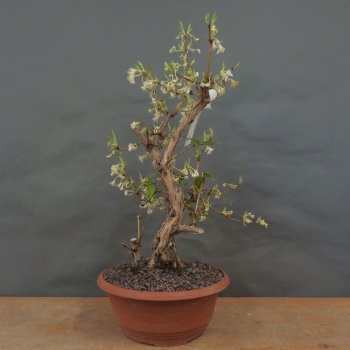 Winterheckenkirsche, Lonicera, purpusii