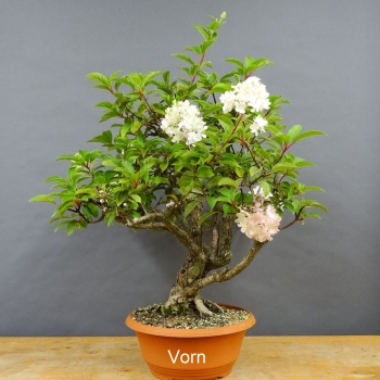 Hydangea, Hortensie, Bonsai
