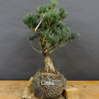 Blaue Mädchenkiefer - Pinus parvifolia 'Glauca' B4