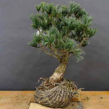 Pinus parviflora Mädchenkiefer