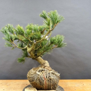 Pinus parviflora Mädchenkiefer