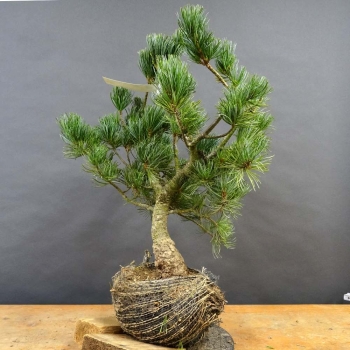 Pinus parviflora Mädchenkiefer
