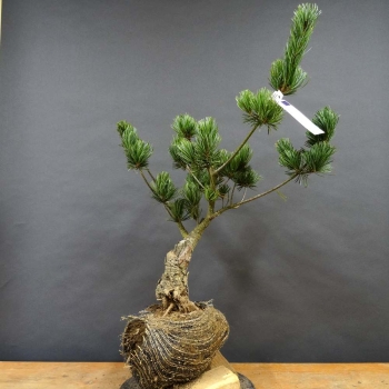 Pinus parviflora Mädchenkiefer