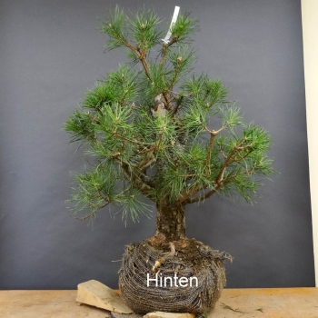 Bonsai, Pinus sylvestris
