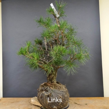 Bonsai, Pinus sylvestris