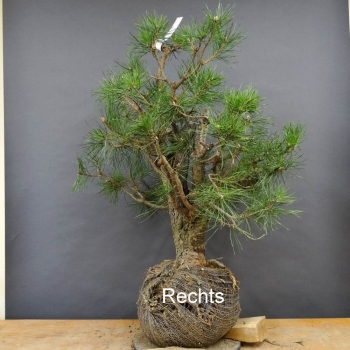 Bonsai, Pinus sylvestris