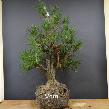 Bonsai, Pinus sylvestris