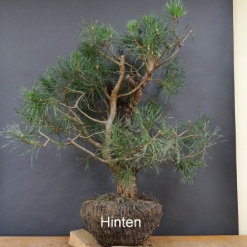 Bonsai, Pinus sylvestris