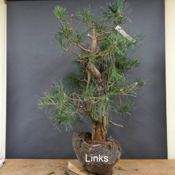Bonsai, Pinus sylvestris