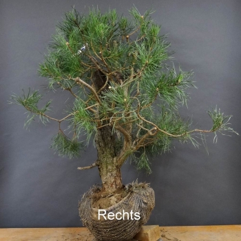 Bonsai, Pinus sylvestris