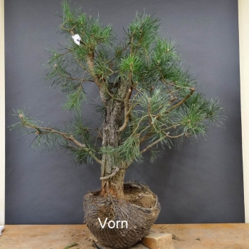 Bonsai, Pinus sylvestris