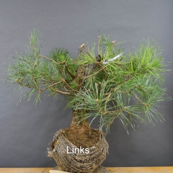 Bonsai, Pinus sylvestris