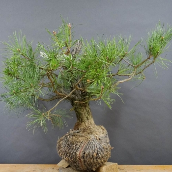Bonsai, Pinus sylvestris