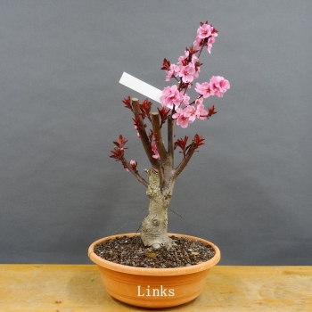 Prunus persica, Spring Glory, Zierpfirsisch