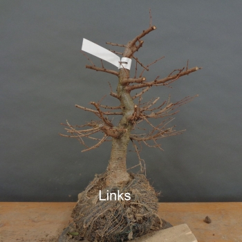 Preview: Larix, Lärche, Bonsai