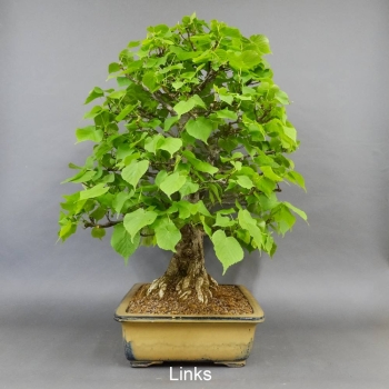 Bonsai, Linde