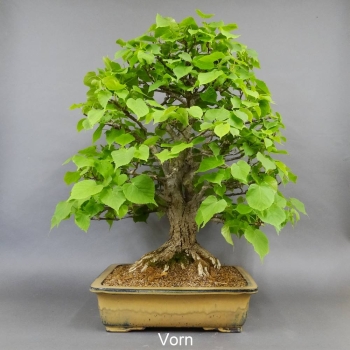 Bonsai, Linde