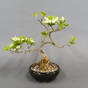 Satsuki, Azalee, Bonsai