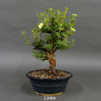 Fingerstrauch, gelb, Potentilla