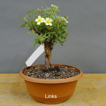 Potentilla, Fingerstrauch, Bonsai