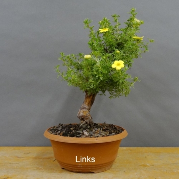 Potentilla, Fingerstrauch, Bonsai