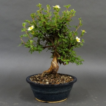 Fingerstrauch, gelb, Potentilla