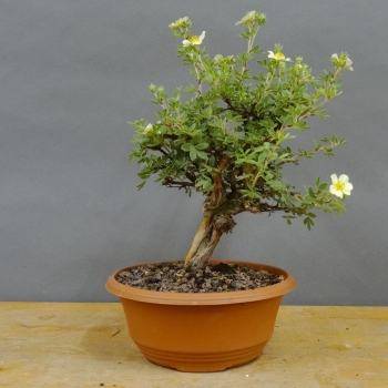 Potentilla, Fingerstrauch, Bonsai
