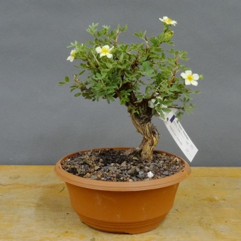 Potentilla, Fingerstrauch, Bonsai