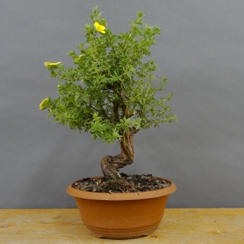 Potentilla, Fingerstrauch, Bonsai