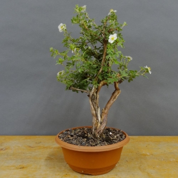 Potentilla, Fingerstrauch, Bonsai