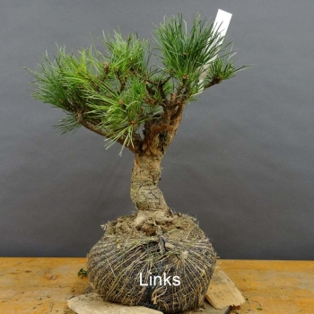 Pinus sylvestris Silberkiefer