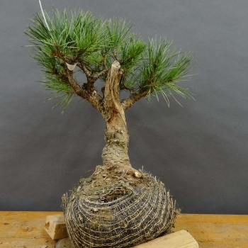 Silberkiefer - Pinus sylvestris 'Watereri' B7