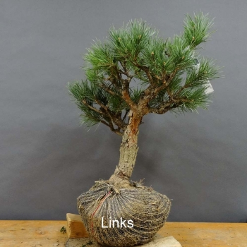Pinus sylvestris Silberkiefer