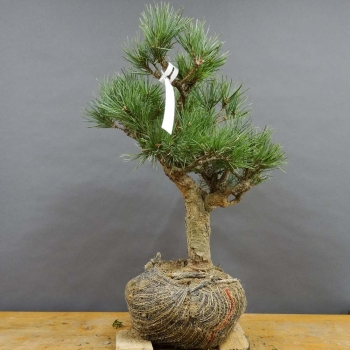 Silberkiefer - Pinus sylvestris 'Watereri' B8