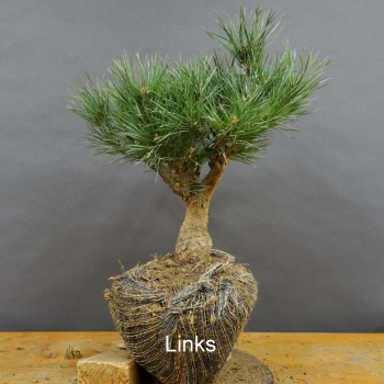 Pinus sylvestris Silberkiefer