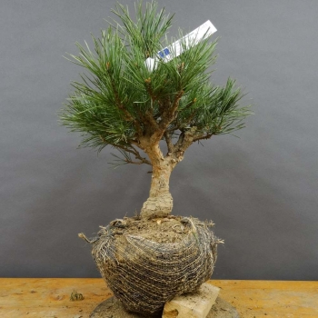 Silberkiefer - Pinus sylvestris 'Watereri' B9