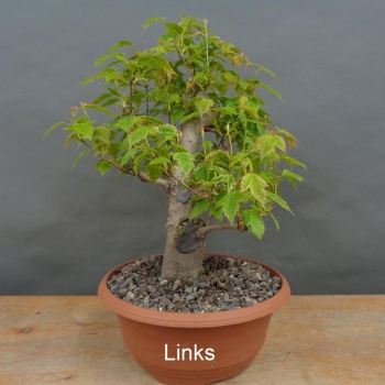 Preview: Pre-Bonsai, Acer ginnala, Feuerahorn