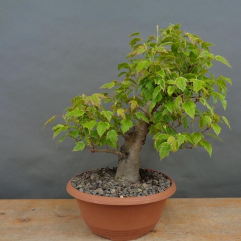 Pre-Bonsai, Acer ginnala, Feuerahorn