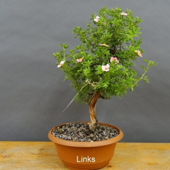 Potentilla, Fingerstrauch, Rohling